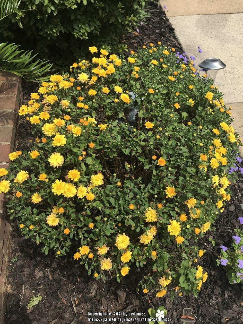 Photo of the entire plant of Garden Mum (Chrysanthemum 'Elena Gold