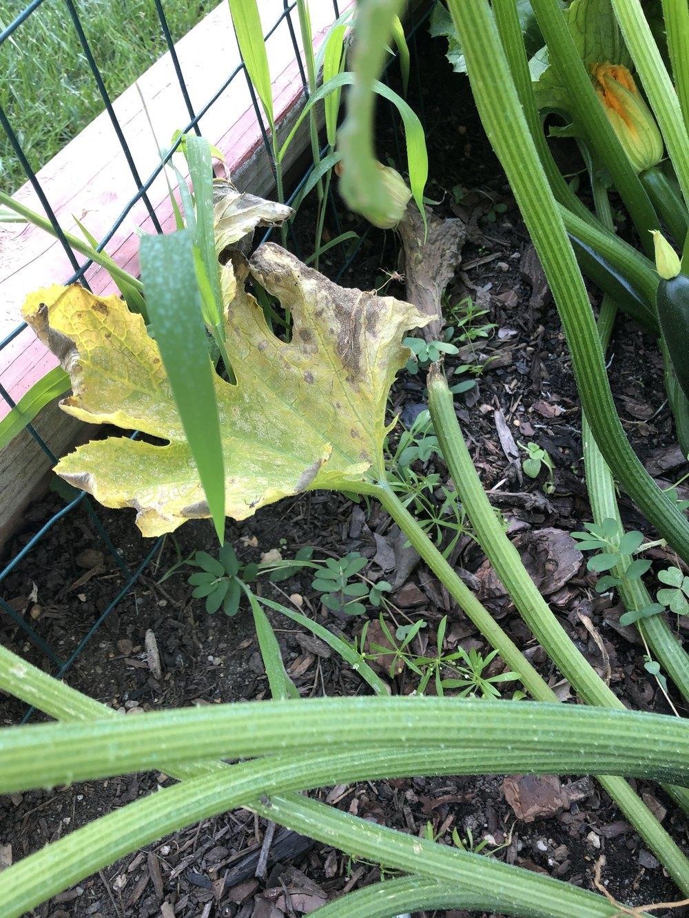 Zucchini Yellowing then dying in the Ask a Question forum