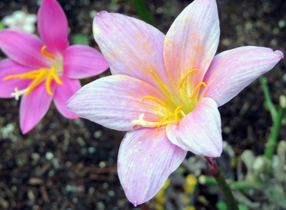Rain Lilies Plant Care and Collection of Varieties