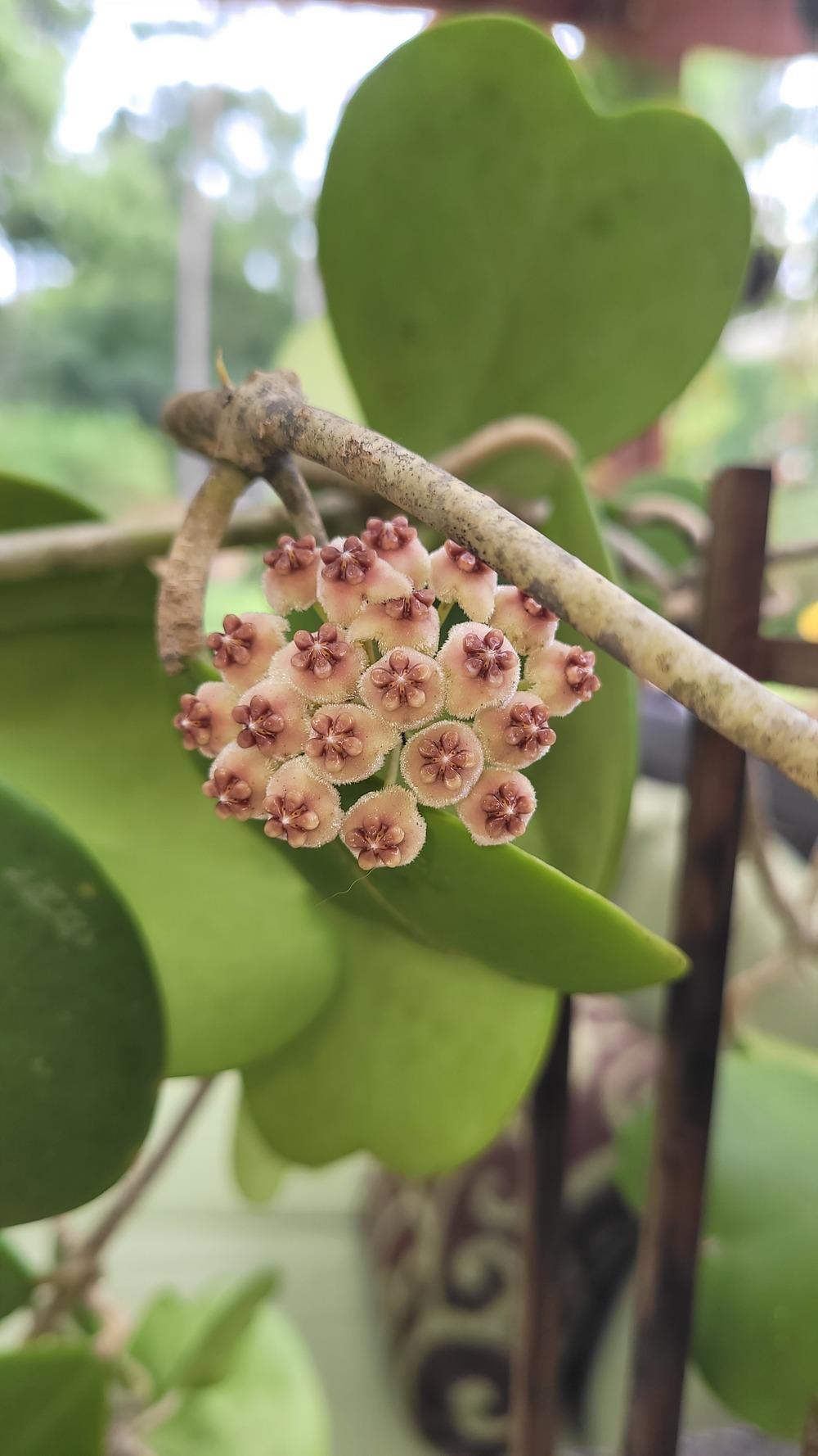 Best Hoya Soil Mix in the Hoyas forum