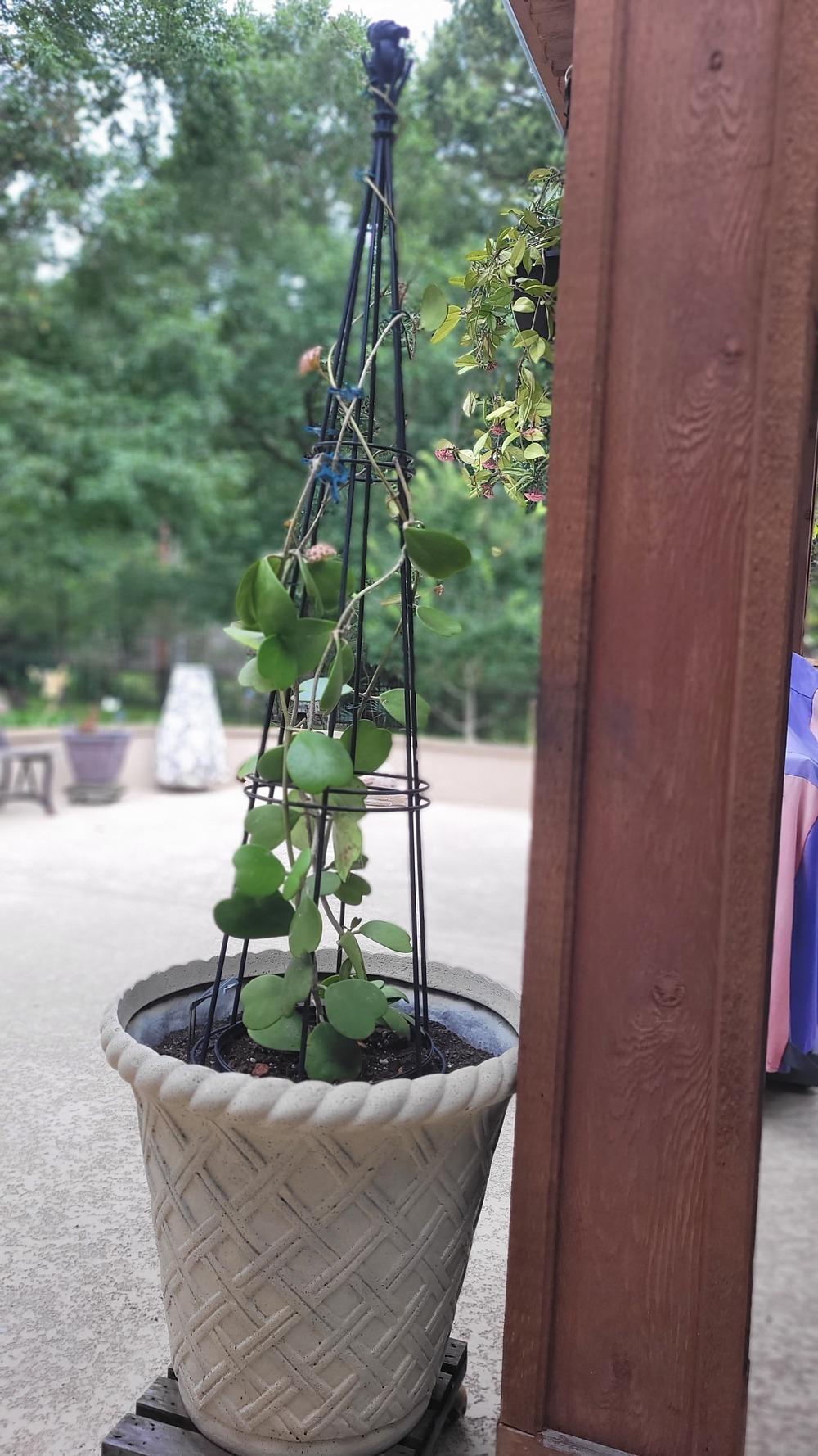 Best Hoya Soil Mix in the Hoyas forum