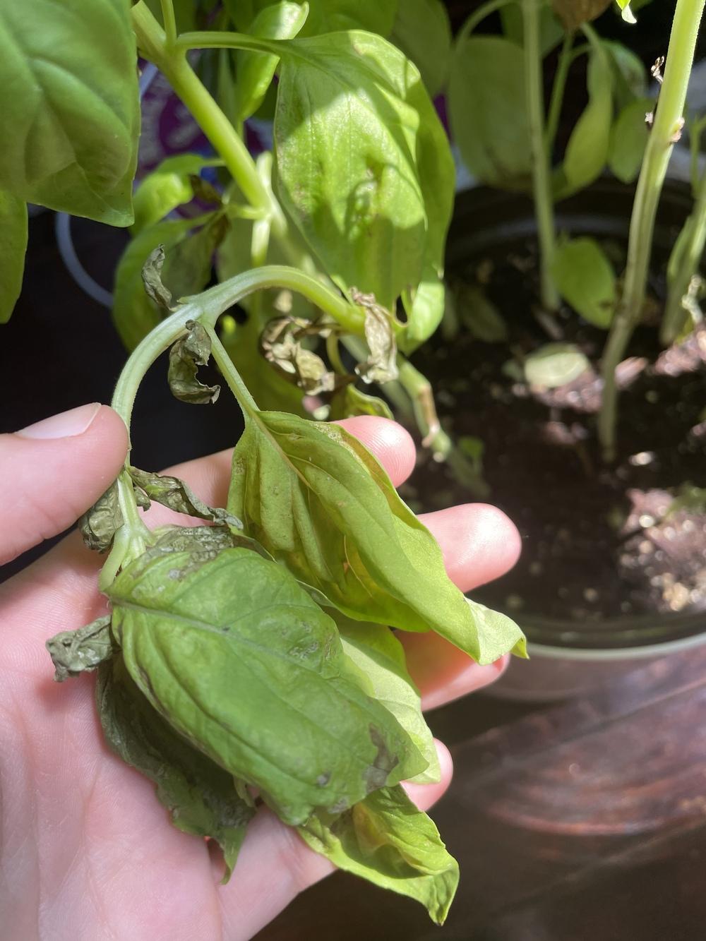 Help!! Dying Basil Plant with Black Spots in the Ask a Question forum