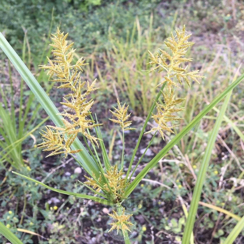 Photo of the bloom of Yellow Nutsedge (Cyperus esculentus var