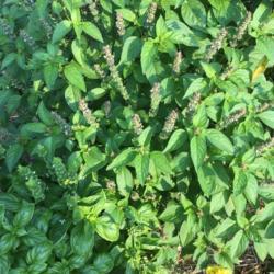 Lemon Basil (<i>Ocimum africanum</i>)