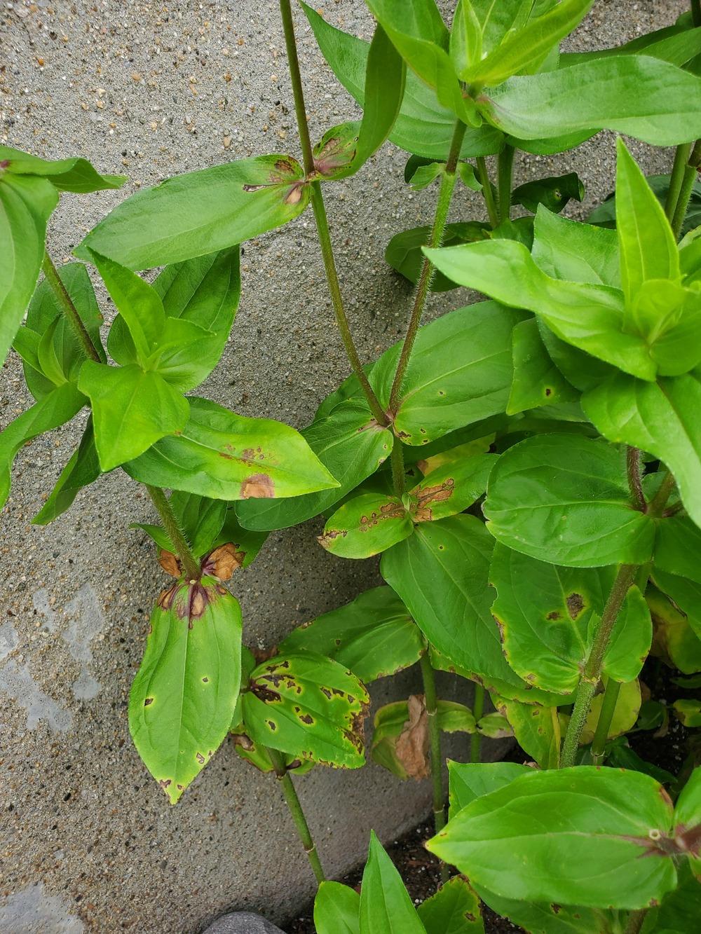 What is wrong with my zinnias?? 😫 in the Ask a Question forum