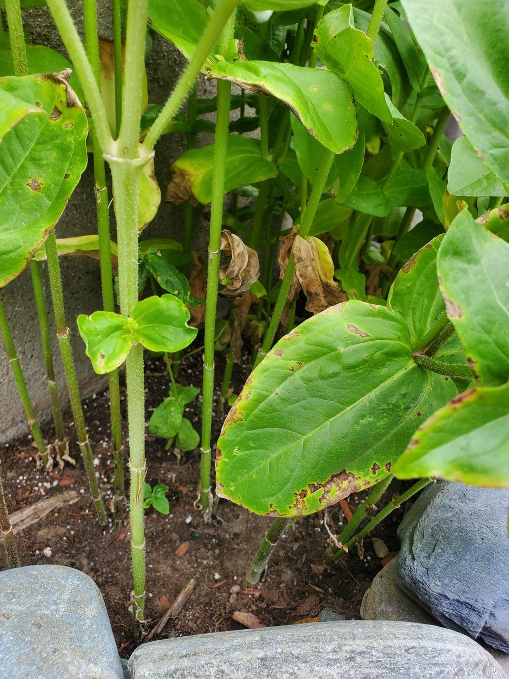 What is wrong with my zinnias?? 😫 in the Ask a Question forum