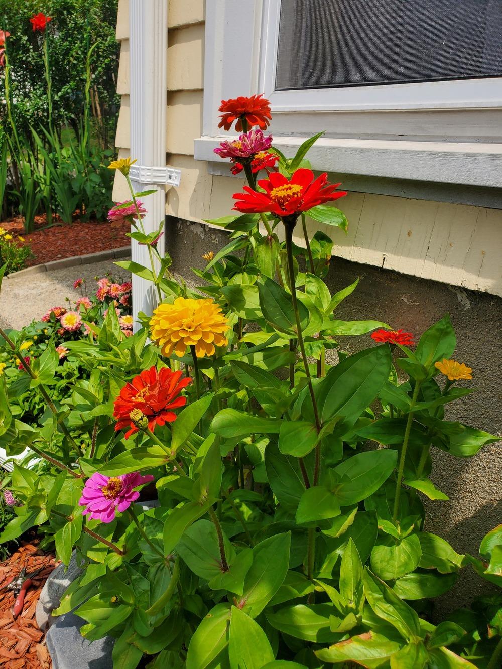 What is wrong with my zinnias?? 😫 in the Ask a Question forum
