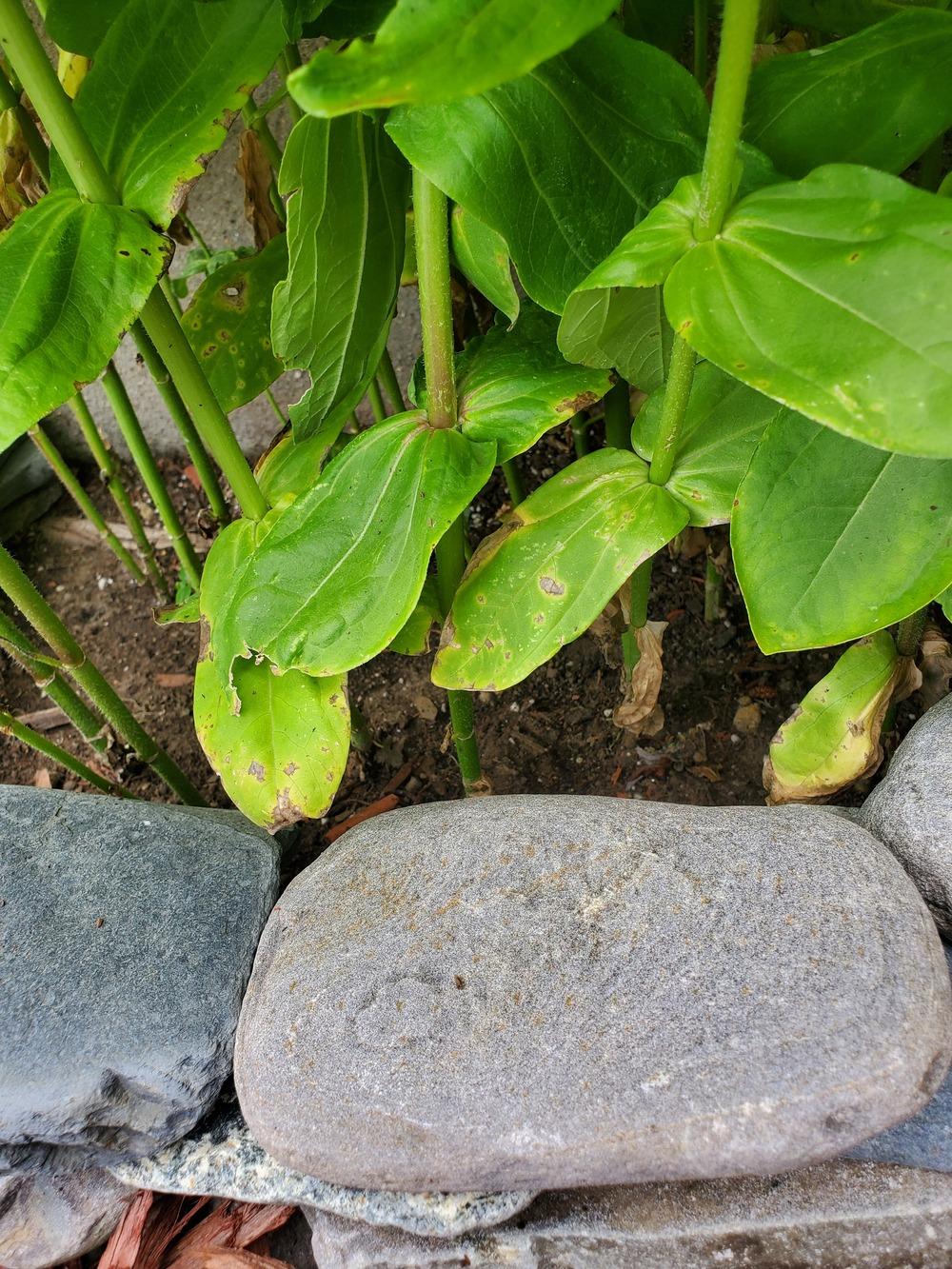 What is wrong with my zinnias?? 😫 in the Ask a Question forum