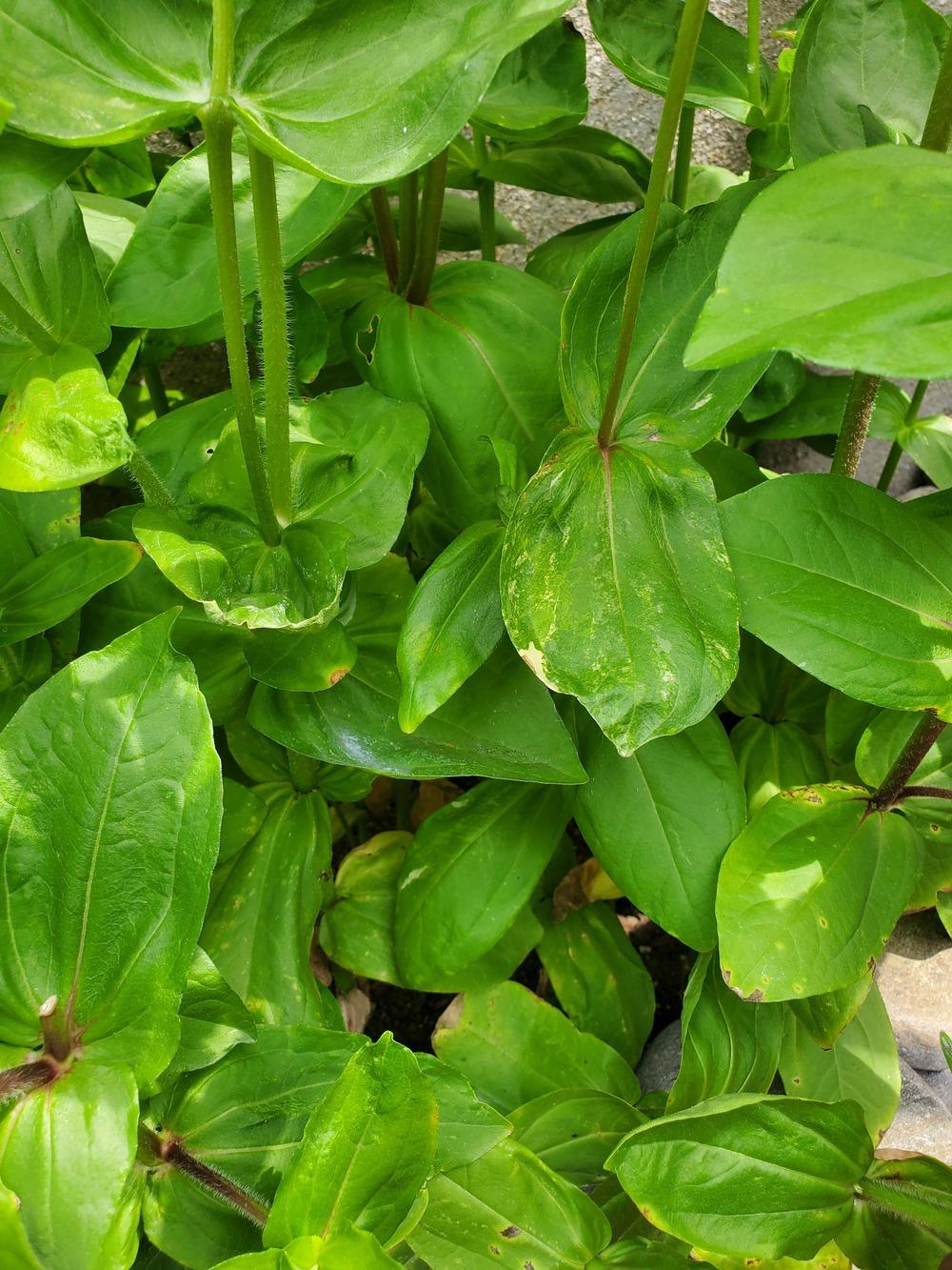 What is wrong with my zinnias?? 😫 in the Ask a Question forum