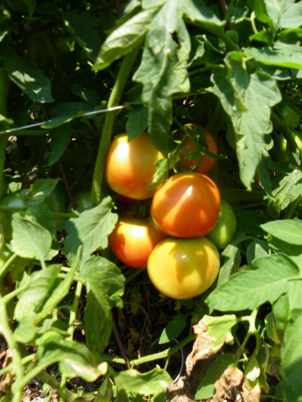 Photo of the entire plant of Tomato (Solanum lycopersicum 'Carmello