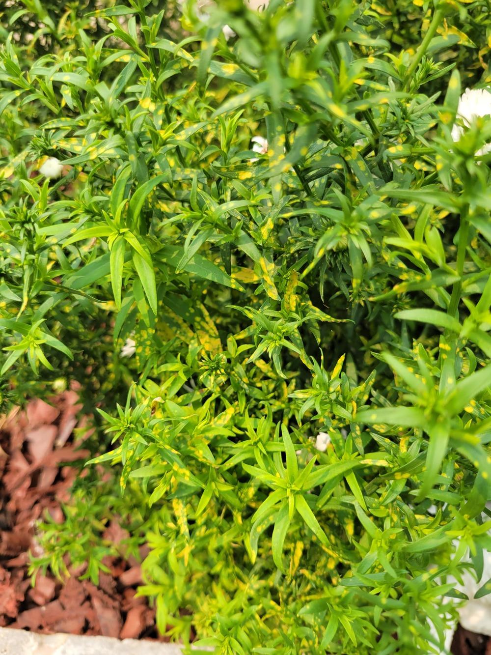 Aster yellow leaf spots in the Ask a Question forum - Garden.org