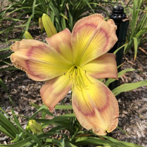 Daylily (Hemerocallis 'Cabbage Butterfly') in the Daylilies Database