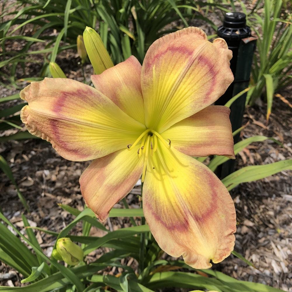 Daylily (Hemerocallis 'Cabbage Butterfly') in the Daylilies Database