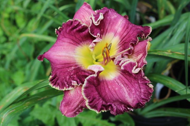 Daylily (Hemerocallis 'Muscadine Grapes') in the Daylilies Database ...