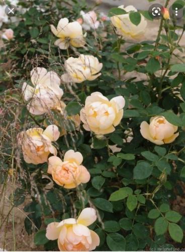 Rose with two different blooms on same stem in the Roses forum - Garden.org
