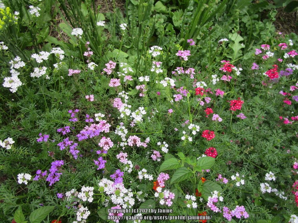 Moss Verbena (Verbena tenera 'Desert Jewels')