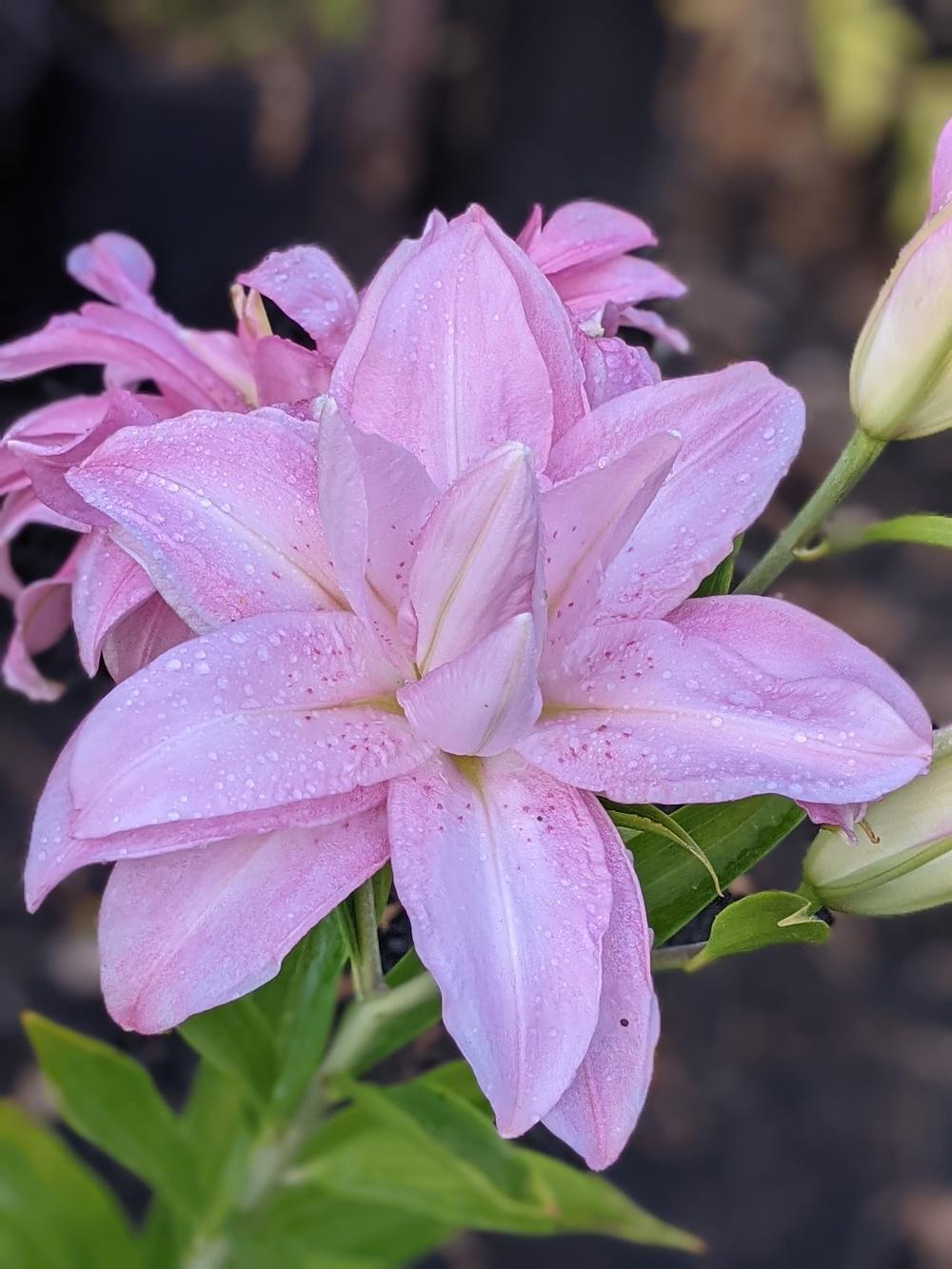 Lily (Lilium 'Lotus Spring') in the Lilies Database