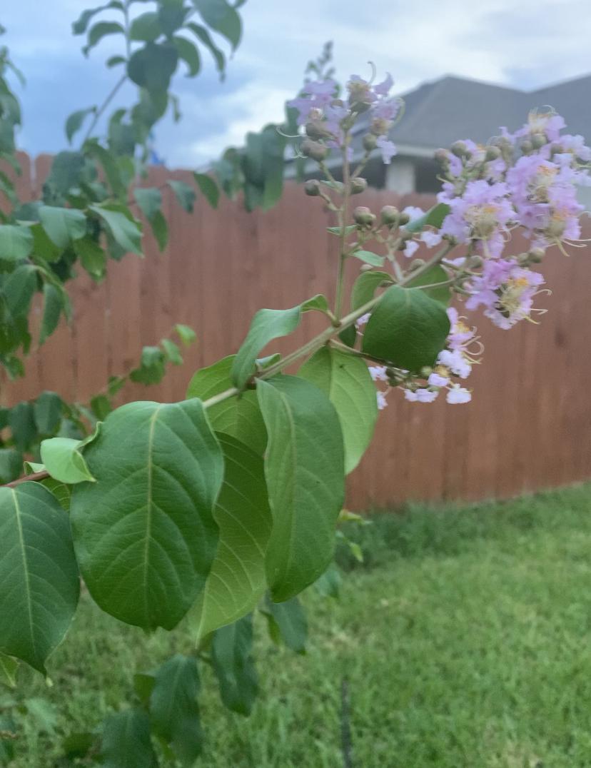 Sad Droopy Crepe Myrtle leaves in the Ask a Question forum