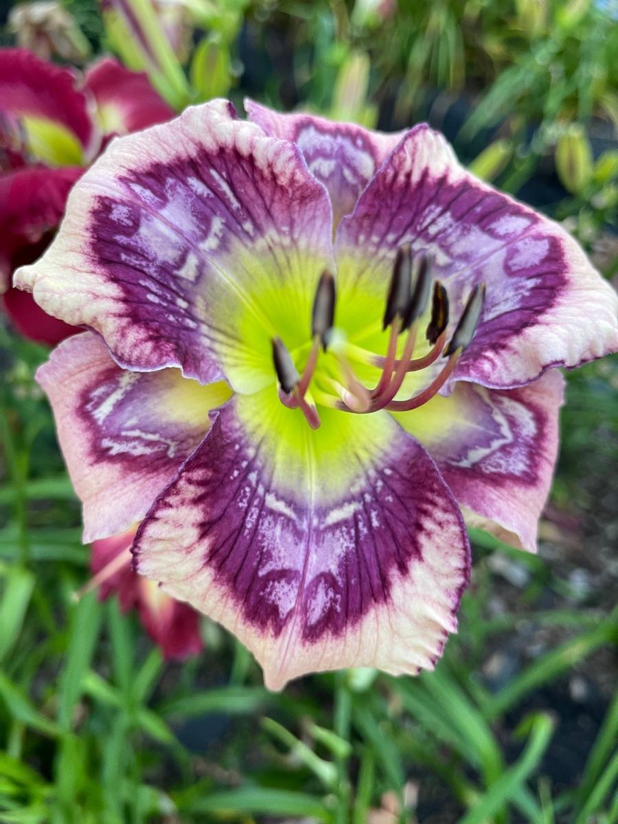 Photo of the bloom of Daylily (Hemerocallis 'A Whole Lotta Ripples ...