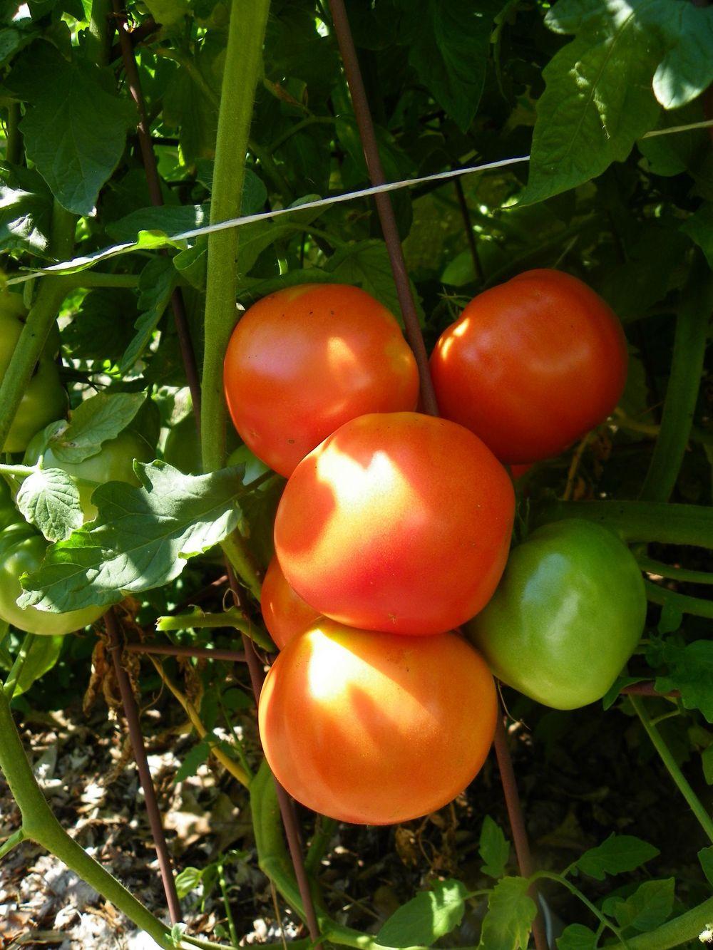Photo of the entire plant of Tomato (Solanum lycopersicum 'Carmello