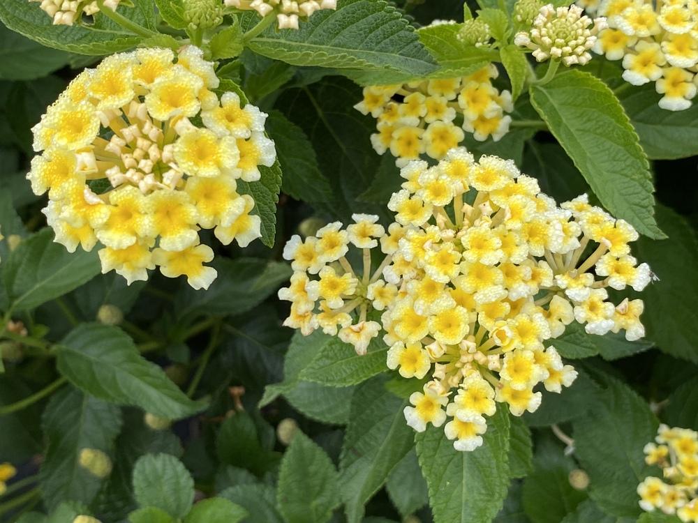 Lantana SunDance™ Yellow in the Lantanas Database