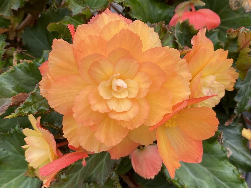 Begonia (Begonia x hybrida I'Conia® Costa del Sol) in the Begonias