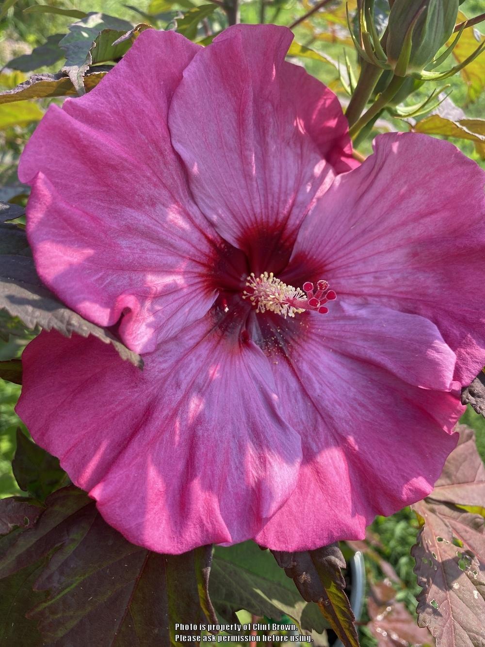 Hybrid Hardy Hibiscus (Hibiscus 'Inner Glow') in the Hibiscus Database