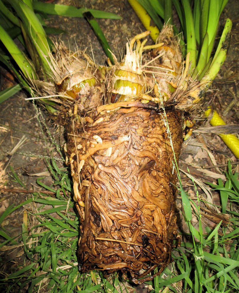 pot bound orchid in the Orchids forum