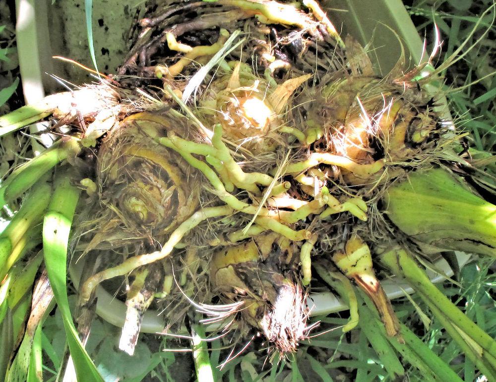 pot bound orchid in the Orchids forum