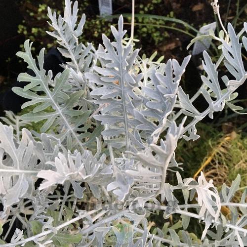 Knapweed (Centaurea 'Silver Feather')