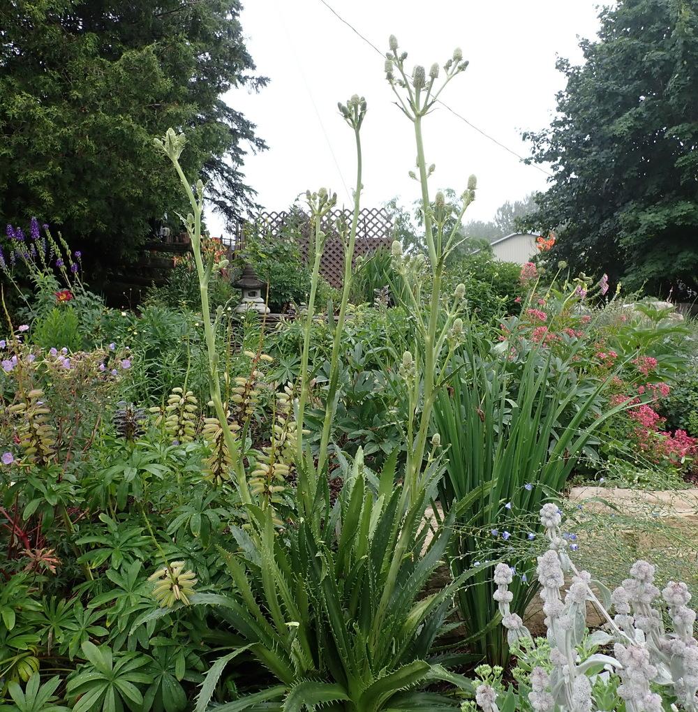 Photo of the entire plant of Rattlesnake Master (Eryngium yuccifolium