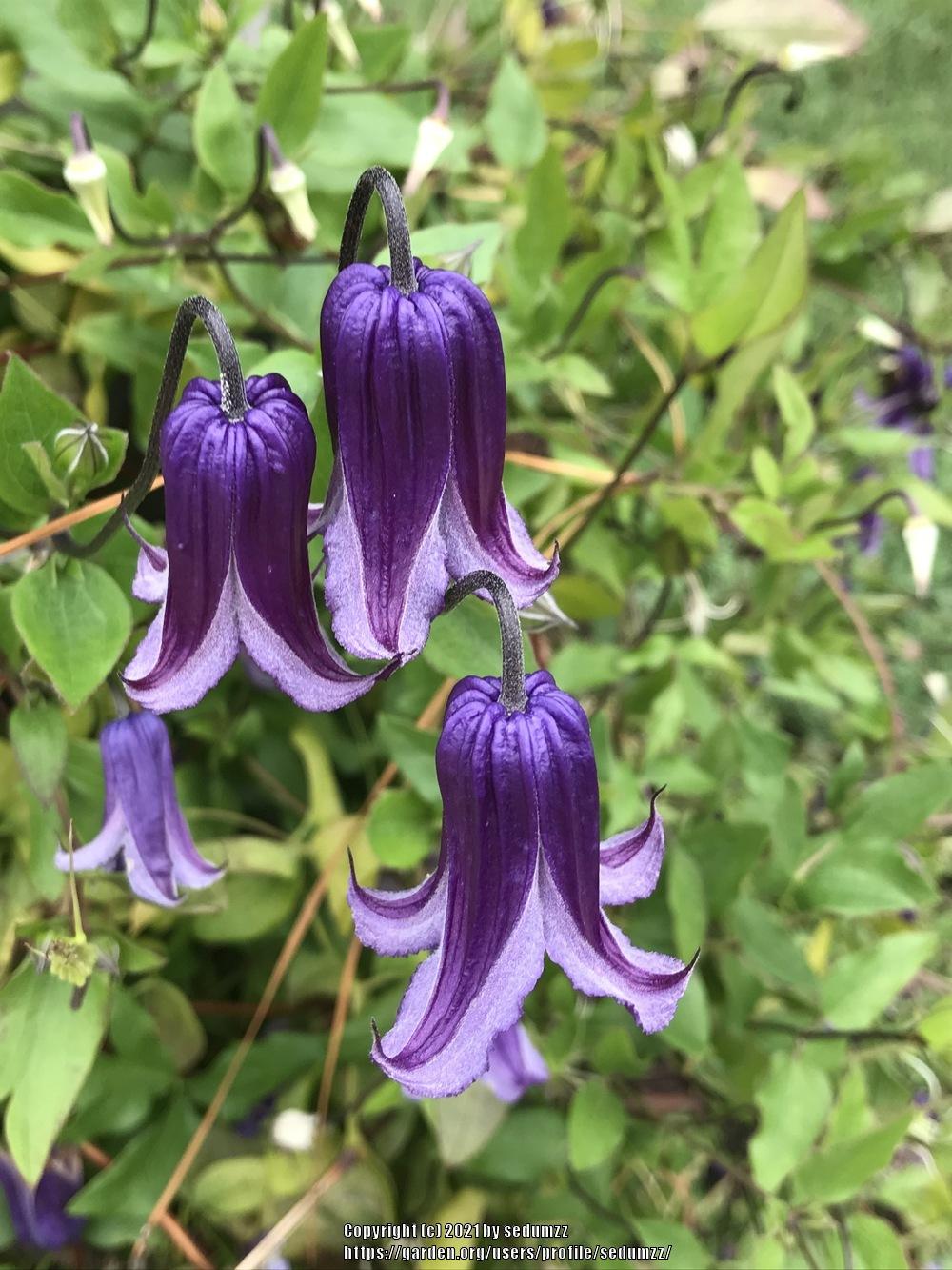 Clematis Rofuchi Garden.org Weekly Newsletter for August 14, 2021