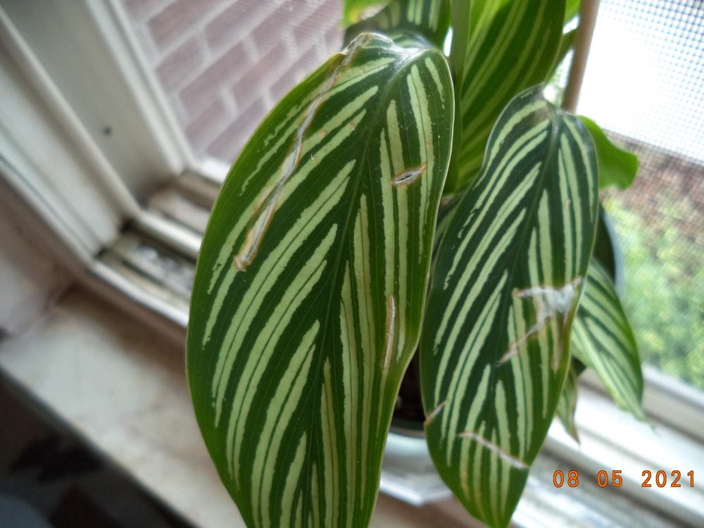 brown edges on new Calathea Orbifolia in the Houseplants forum