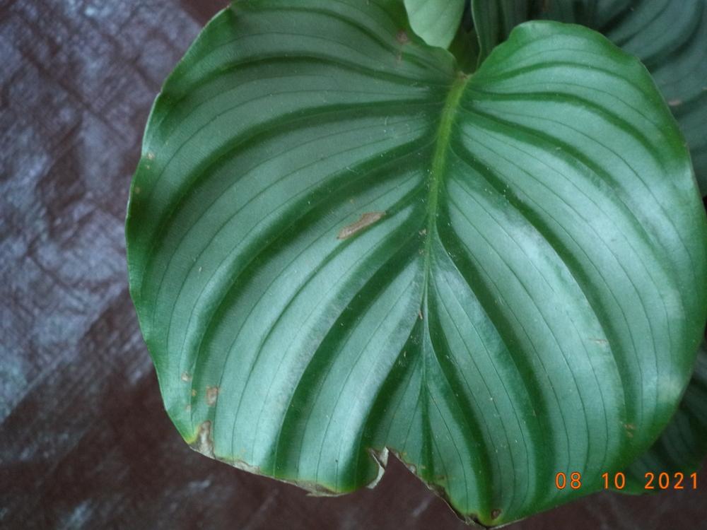 brown edges on new Calathea Orbifolia in the Houseplants forum