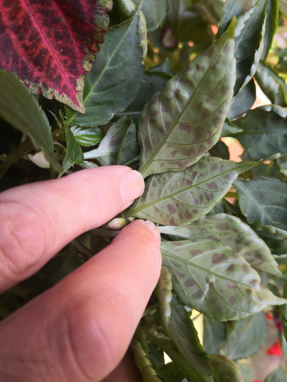 impatiens problem in the Pests and Diseases forum