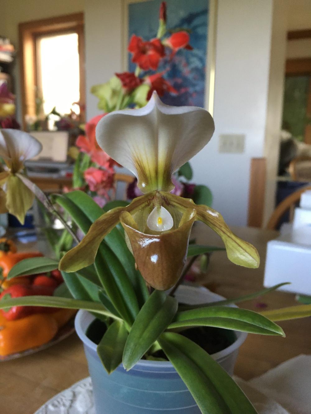 Growing Orchids Under Lights in the Orchids forum