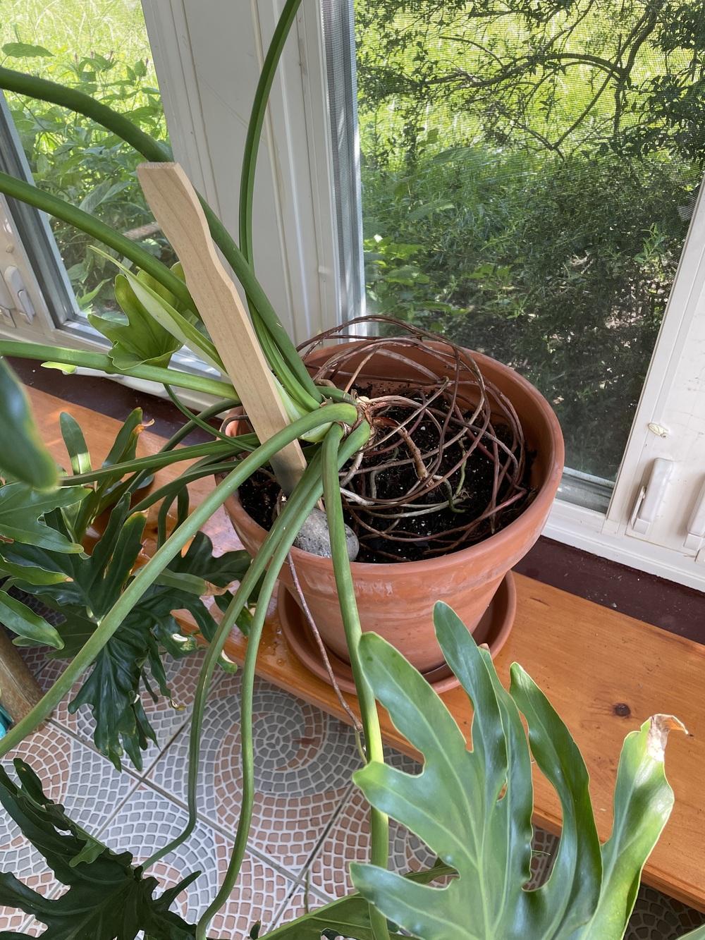 Xanadu Yellow spotsedges center leaves in the Ask a Question forum