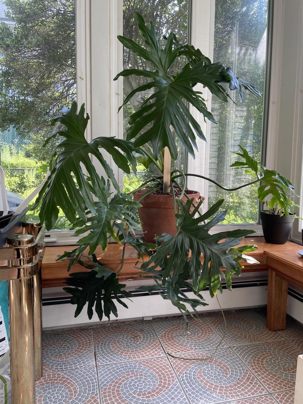 Xanadu Yellow spotsedges center leaves in the Ask a Question forum