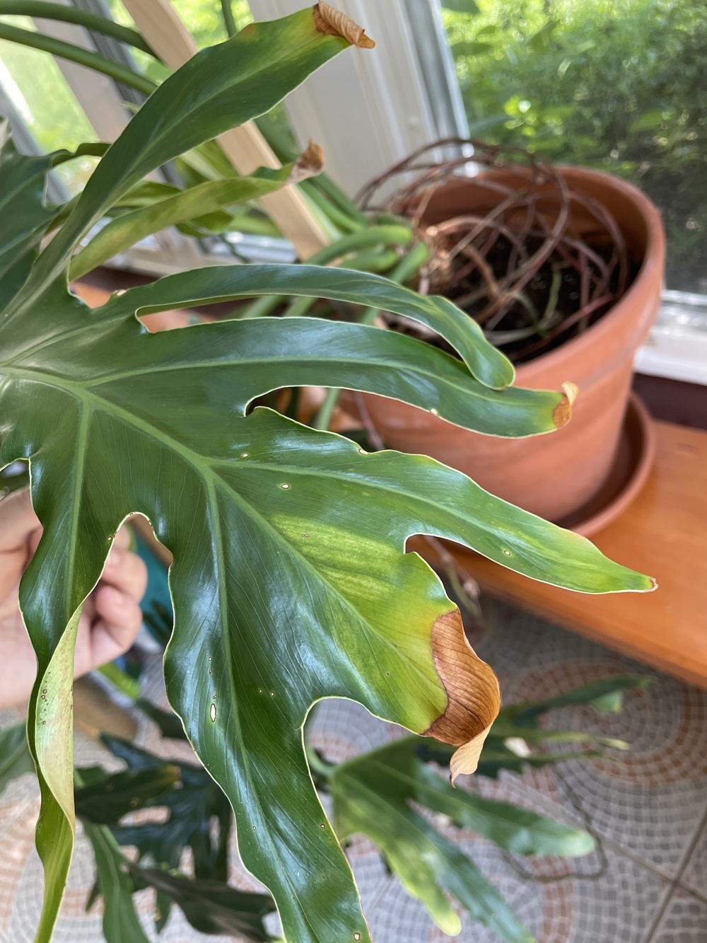 Xanadu Yellow spotsedges center leaves in the Ask a Question forum