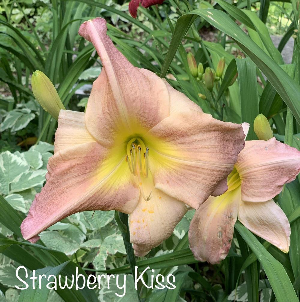 Daylily (Hemerocallis 'Strawberry Kiss') in the Daylilies Database ...