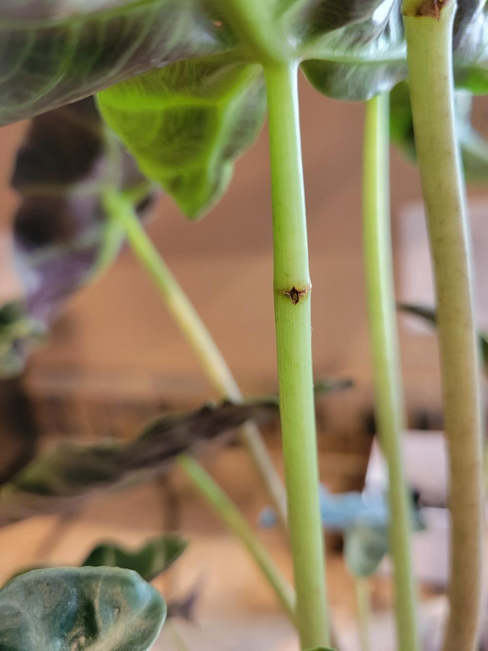 African mask plant damage in the Houseplants forum