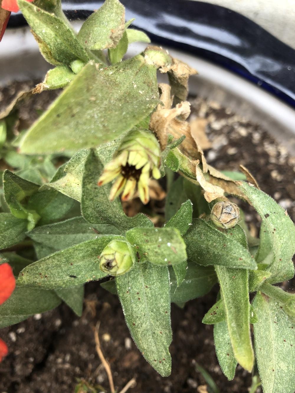 Who is eating my zinnias? in the Ask a Question forum