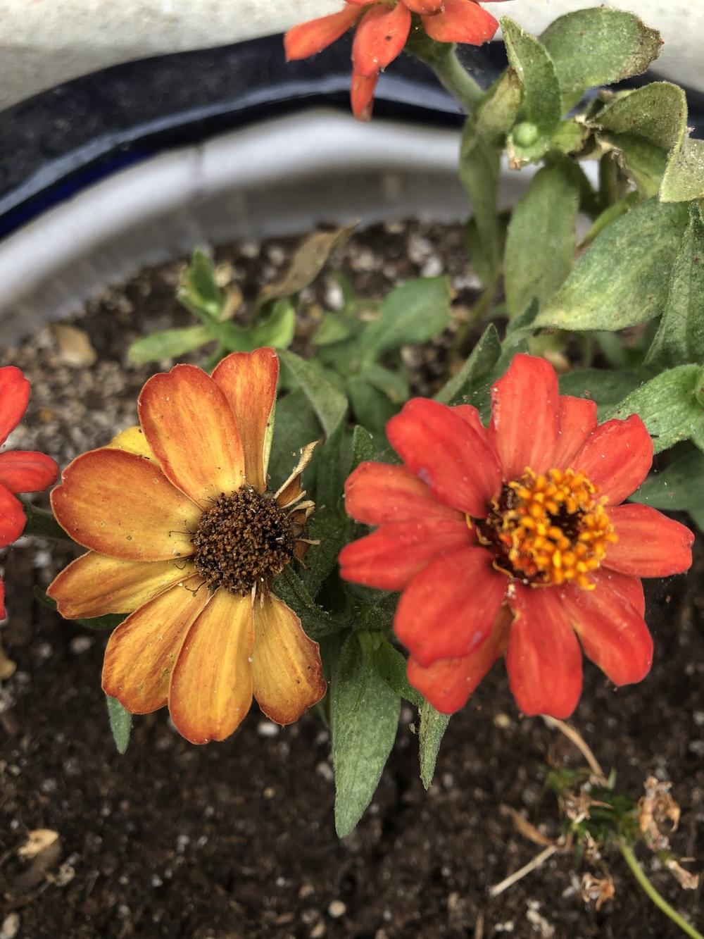 Who is eating my zinnias? in the Ask a Question forum