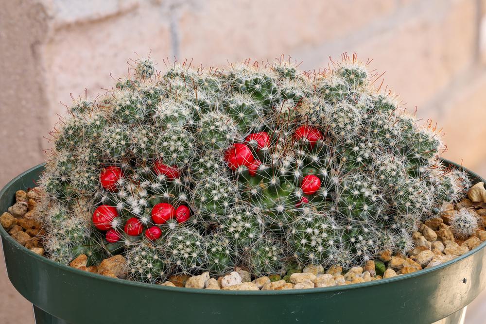 Photo of the entire plant of Biznaga de Otero (Mammillaria oteroi