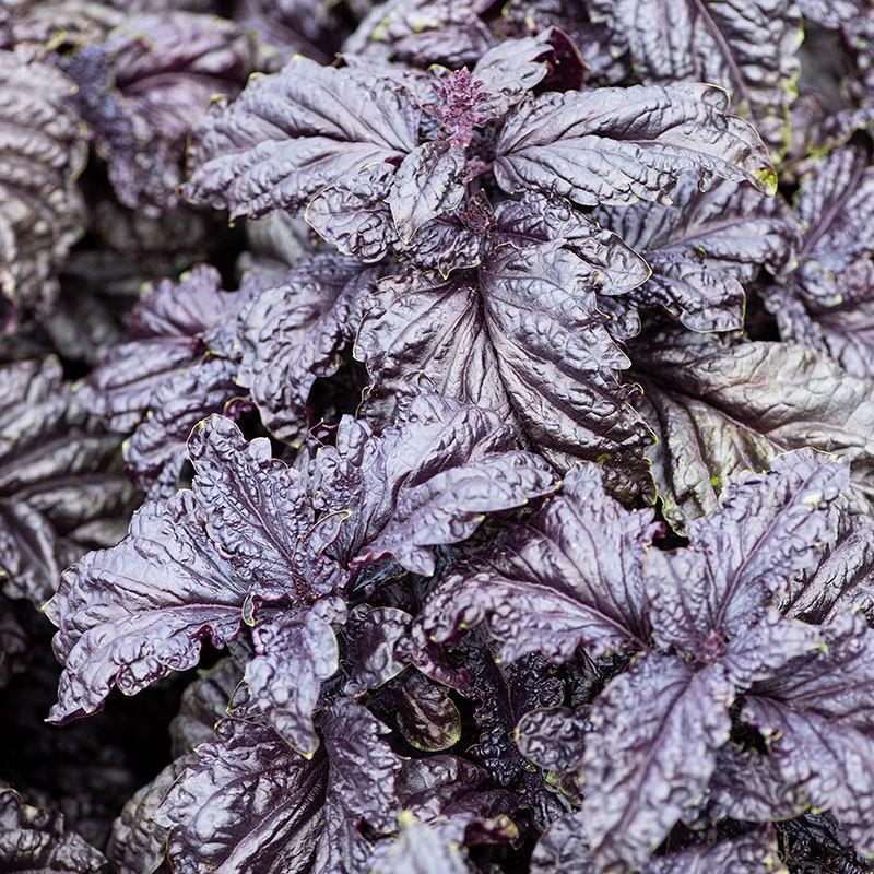 Basil (Ocimum basilicum 'Red Lettuce') in the Basils Database