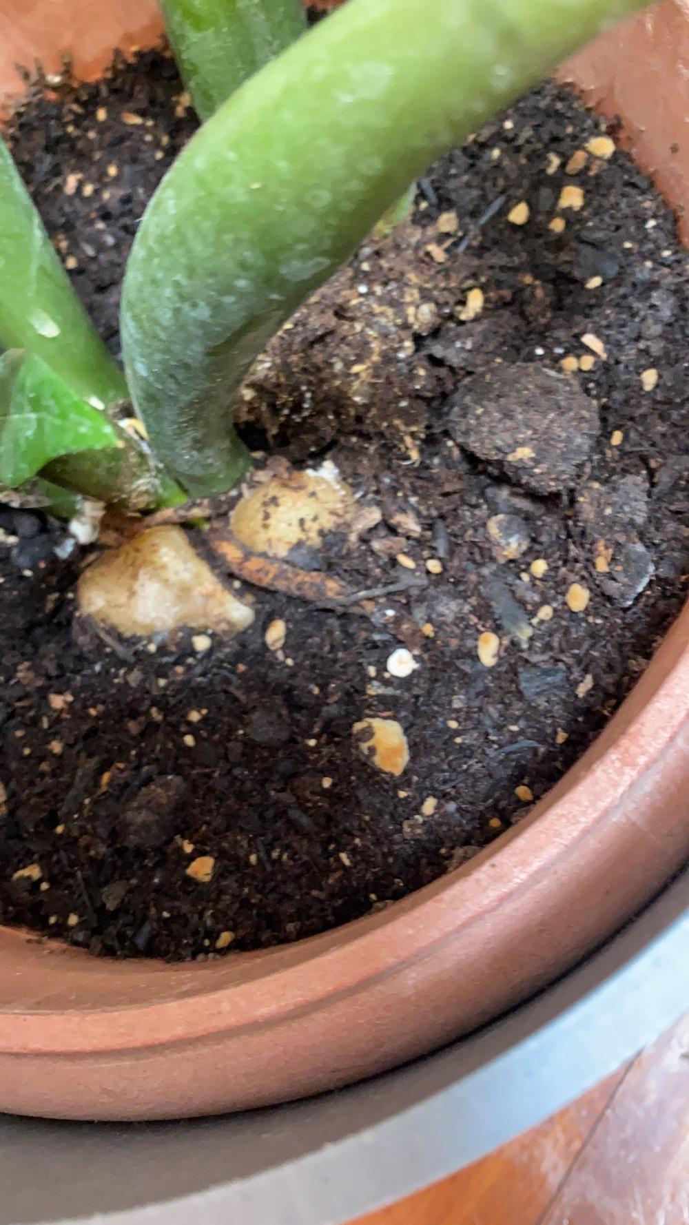Zz plant growing white mold? in the Houseplants forum
