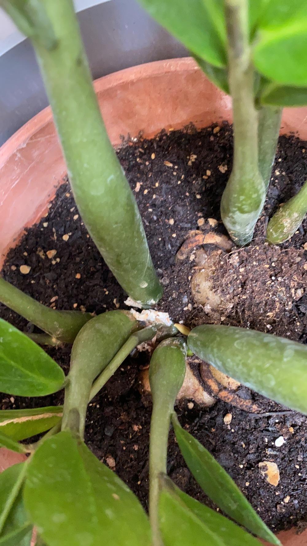 Zz plant growing white mold? in the Houseplants forum