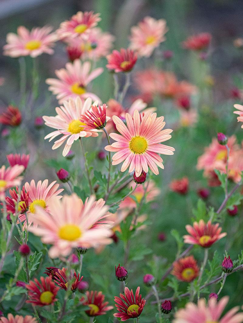 Chrysanthemum ‘Campfire Glow’ - Garden.org