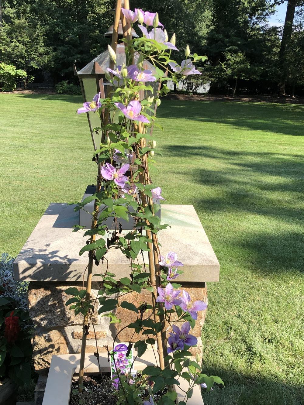 Clematis in containers in the Containers forum