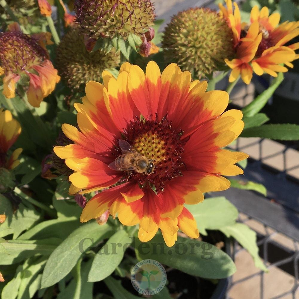 Photo of the bloom of Blanketflower (Gaillardia SpinTop™ Red Starburst